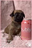 Zorro, a male Brussels Griffon for sale in Phoenix, AZ – 4 of 10