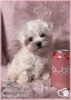 Marvin (new video!), a male Maltese for sale in Tempe, AZ – 2 of 9