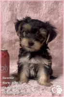 Sweetie, a female Morkie for sale in Tempe, AZ – 7 of 9