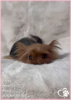 Freya the Teacup, a female Yorkshire Terrier for sale in Tempe, AZ – 3 of 9