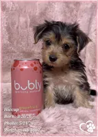 Hiccup, a female Morkie for sale in Tempe, AZ – 5 of 10