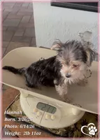 Hannah, a female Morkie for sale in Tempe, AZ – 4 of 8