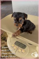 Sylvester, a male Yorkshire Terrier for sale in Phoenix, AZ – 5 of 10