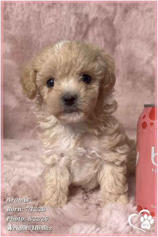 Aramis – Maltipoo puppy for sale in Phoenix, AZ
