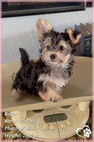 Roger the Morkie, a male Morkie for sale in Phoenix, AZ – 9 of 10