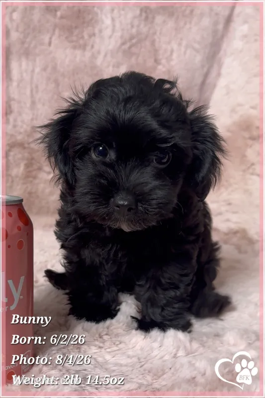 Bunny – Yorkipoo puppy for sale in Tempe, AZ