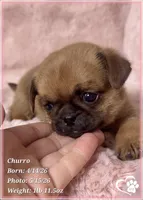 Churro the Bugg/Brugg, a male Pug and Brussels Griffon for sale in Tempe, AZ – 7 of 10