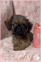 Twilight, a female Brussels Griffon for sale in Phoenix, AZ – 4 of 10