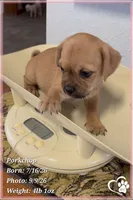 Porkchop the Porkie, a male Pug and Yorkshire Terrier for sale in Phoenix, AZ – 3 of 9