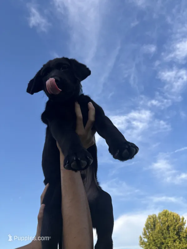 AKC Full Bred Labrador Retriever – Labrador Retriever puppy for sale in Turlock, CA