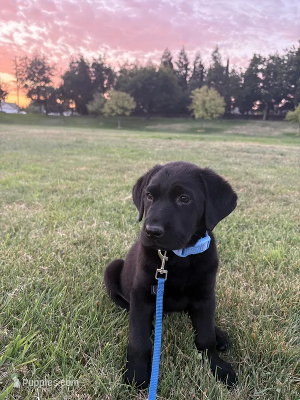 AKC Full Bred Labrador Retriever – Labrador Retriever puppy for sale in Turlock, CA