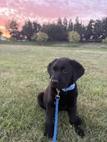 AKC Full Bred Labrador Retriever, a male Labrador Retriever for sale in Turlock, CA – 1 of 1