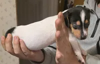 Bettle, a female Jack Russell Terrier for sale in Kittrell, NC – Photo 2 of 2