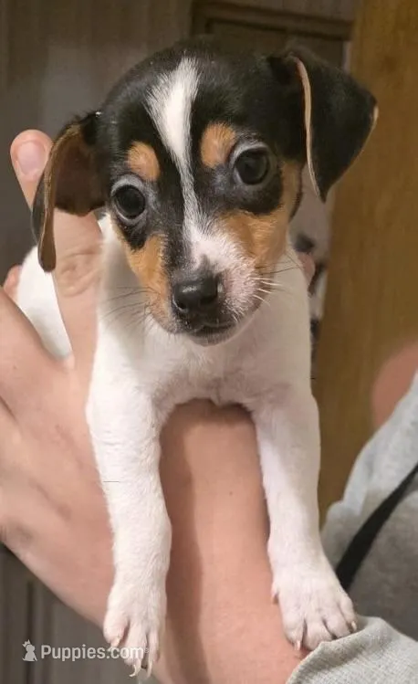 Bettle, a female Jack Russell Terrier for sale in Kittrell, NC – Photo 1 of 2