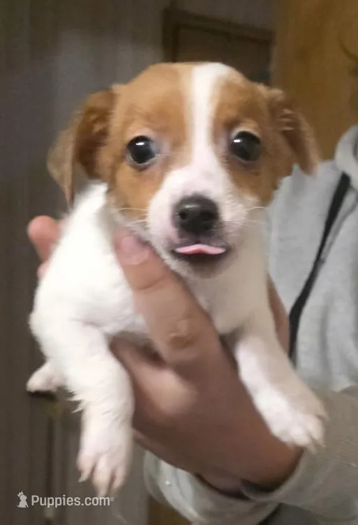 Henrietta, a female Jack Russell Terrier for sale in Kittrell, NC – Photo 1 of 2