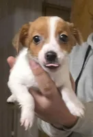 Henrietta, a female Jack Russell Terrier for sale in Kittrell, NC – Photo 1 of 2