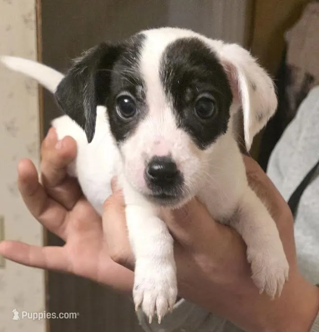 Spot, a male Jack Russell Terrier for sale in Kittrell, NC – Photo 1 of 2