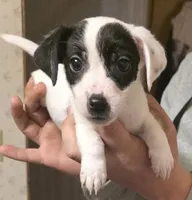 Spot, a male Jack Russell Terrier for sale in Kittrell, NC – Photo 1 of 2