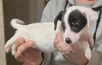 Spot, a male Jack Russell Terrier for sale in Kittrell, NC – Photo 2 of 2