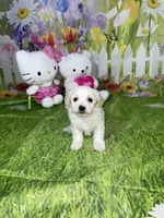 Olly, a male Poodle - Toy  and Morkie for sale in Cooper City, FL – Photo 3 of 5