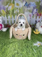 Olly, a male Poodle - Toy  and Morkie for sale in Cooper City, FL – Photo 1 of 5