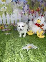 Olly, a male Poodle - Toy  and Morkie for sale in Cooper City, FL – Photo 5 of 5