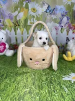 Olly, a male Poodle - Toy  and Morkie for sale in Cooper City, FL – Photo 4 of 5