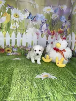 Olly, a male Poodle - Toy  and Morkie for sale in Cooper City, FL – Photo 2 of 5