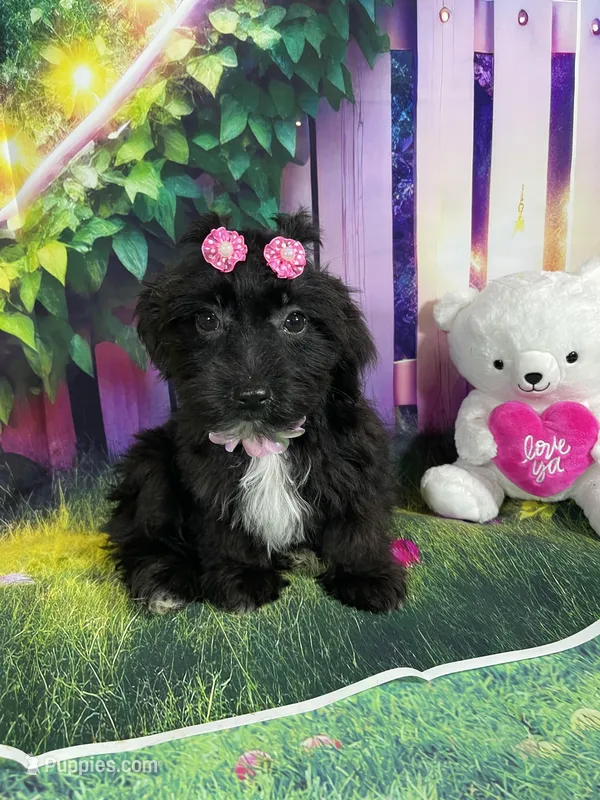 Kira – Poodle - Toy , Morkie puppy for sale in Cooper City, FL