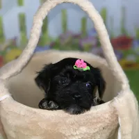 Kira, a female Poodle - Toy  and Morkie for sale in Cooper City, FL – Photo 3 of 9