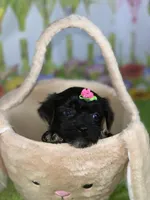 Kira, a female Poodle - Toy  and Morkie for sale in Cooper City, FL – Photo 3 of 10