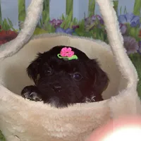 Kira, a female Poodle - Toy  and Morkie for sale in Cooper City, FL – Photo 2 of 9