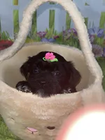 Kira, a female Poodle - Toy  and Morkie for sale in Cooper City, FL – Photo 1 of 10