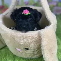 Kira, a female Poodle - Toy  and Morkie for sale in Cooper City, FL – Photo 5 of 9