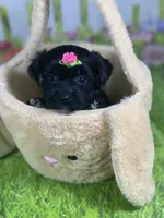 Kira, a female Poodle - Toy  and Morkie for sale in Cooper City, FL – Photo 9 of 10