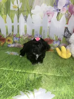 Kira, a female Poodle - Toy  and Morkie for sale in Cooper City, FL – Photo 10 of 10