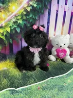 Kira, a female Poodle - Toy  and Morkie for sale in Cooper City, FL – Photo 6 of 9