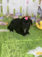 Kira, a female Poodle - Toy  and Morkie for sale in Cooper City, FL – Photo 4 of 10