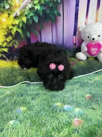 Kira, a female Poodle - Toy  and Morkie for sale in Cooper City, FL – Photo 8 of 9