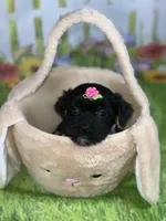 Kira, a female Poodle - Toy  and Morkie for sale in Cooper City, FL – Photo 2 of 10