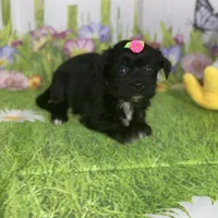 Kira, a female Poodle - Toy  and Morkie for sale in Cooper City, FL – Photo 4 of 9