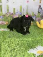 Kira, a female Poodle - Toy  and Morkie for sale in Cooper City, FL – Photo 5 of 10