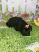 Kira, a female Poodle - Toy  and Morkie for sale in Cooper City, FL – Photo 6 of 10