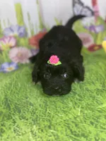 Kira, a female Poodle - Toy  and Morkie for sale in Cooper City, FL – Photo 8 of 10