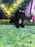 Kira, a female Poodle - Toy  and Morkie for sale in Cooper City, FL – Photo 9 of 9