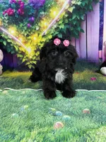 Kira, a female Poodle - Toy  and Morkie for sale in Cooper City, FL – Photo 7 of 9