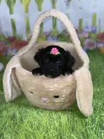 Kira, a female Poodle - Toy  and Morkie for sale in Cooper City, FL – Photo 7 of 10