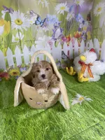 Prince, a male Poodle - Miniature  and Morkie for sale in Cooper City, FL – Photo 5 of 10