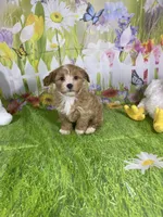 Prince, a male Poodle - Miniature  and Morkie for sale in Cooper City, FL – Photo 9 of 10