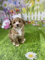 Prince, a male Poodle - Miniature  and Morkie for sale in Cooper City, FL – Photo 10 of 10